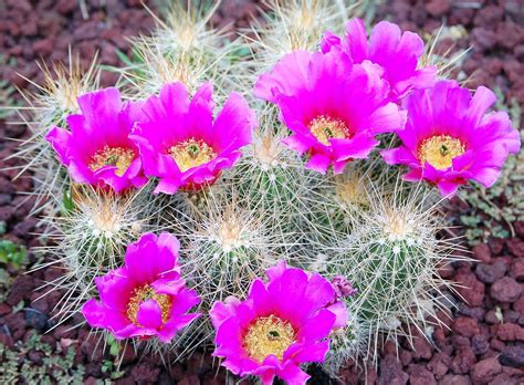 Nudity in Cactus Flower